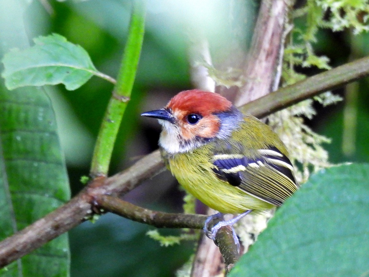 Rostkappen-Todityrann - ML645440040