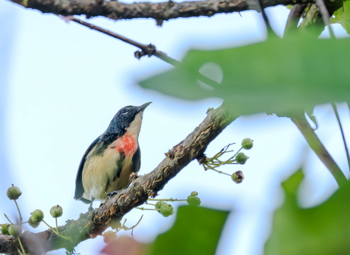 Feuerbrust-Mistelfresser - ML645440048