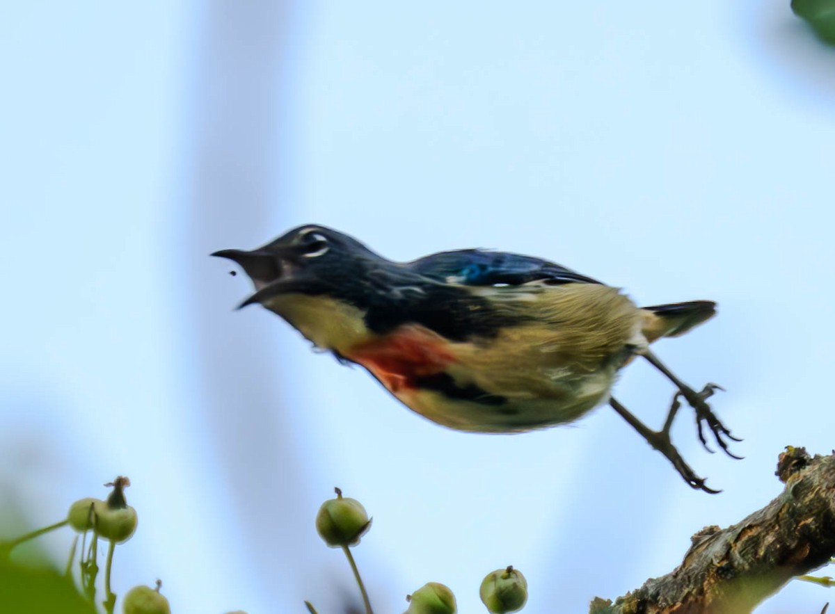 Feuerbrust-Mistelfresser - ML645440049