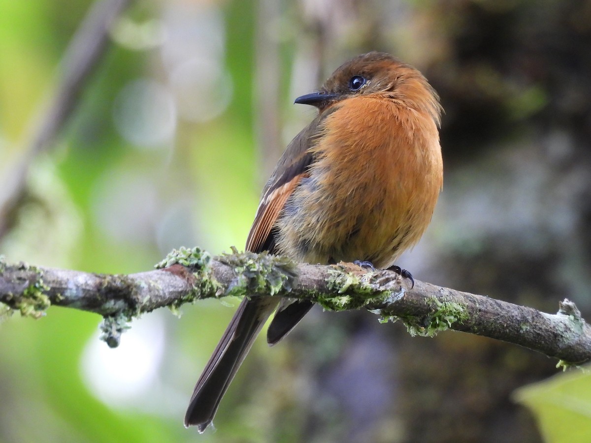 Zimttyrann - ML645440050