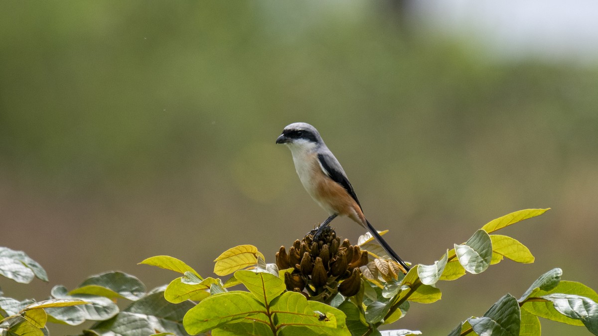 Schachwürger - ML645440058