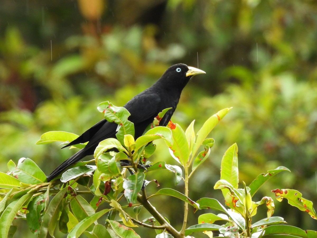 Zinnoberbürzelkassike - ML645440059