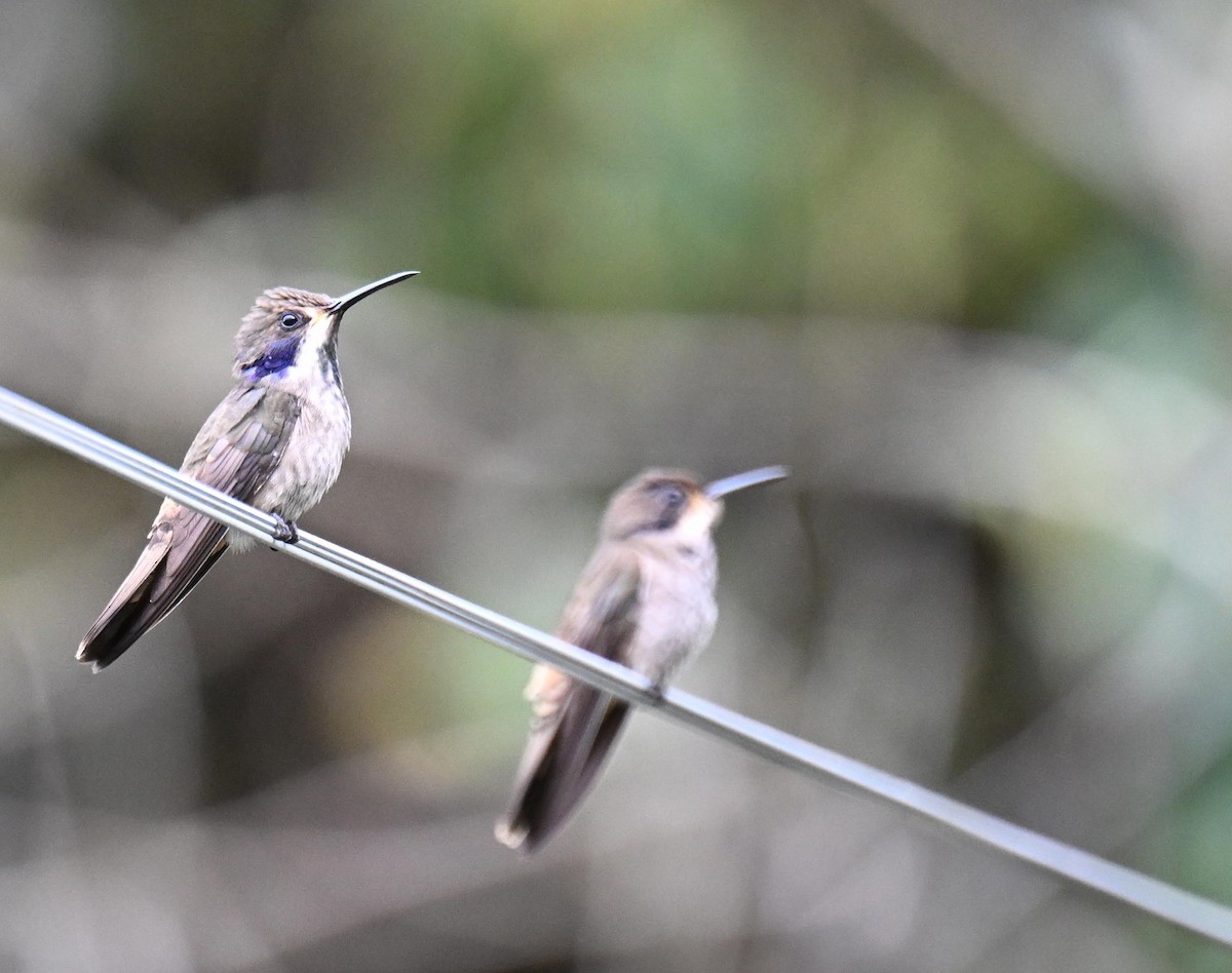 Braun-Veilchenohrkolibri - ML645440061
