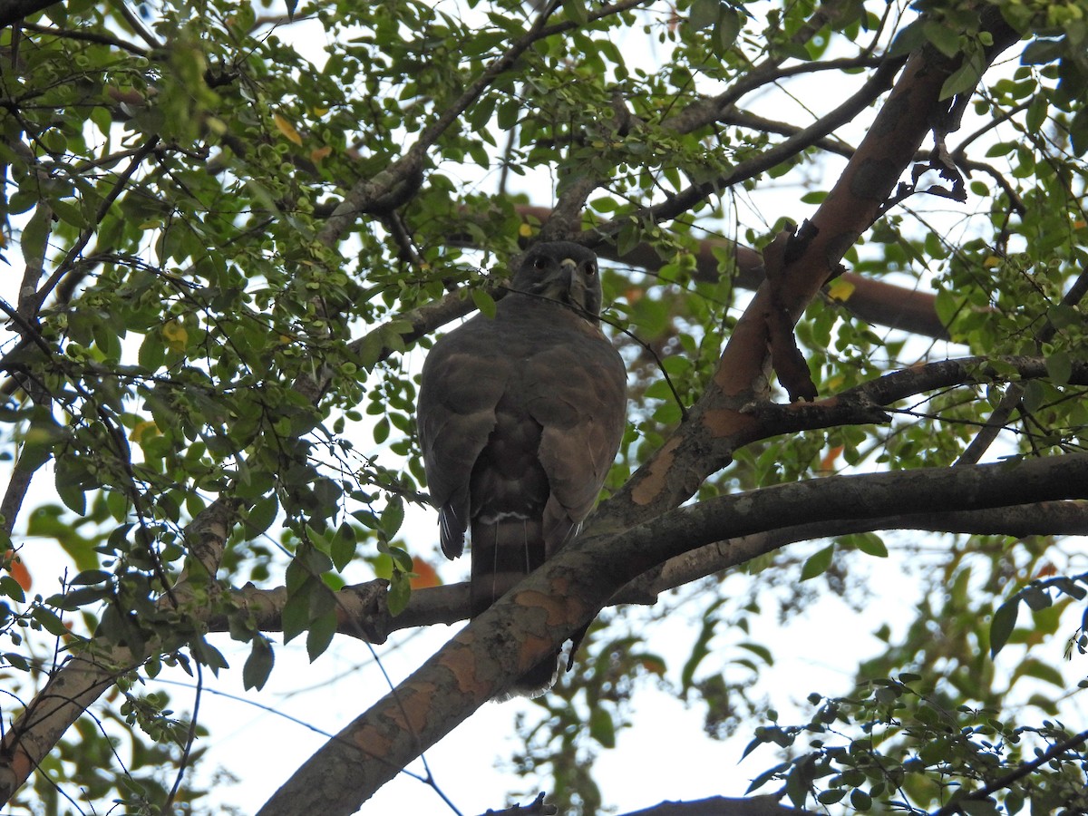 Schopfhabicht - ML645440062