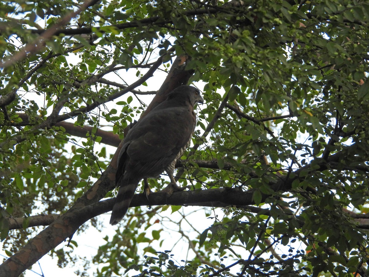 Schopfhabicht - ML645440063