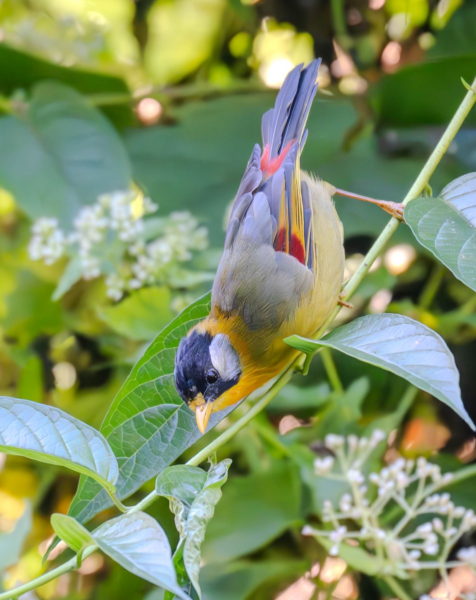 Silberohr-Sonnenvogel - ML645440064