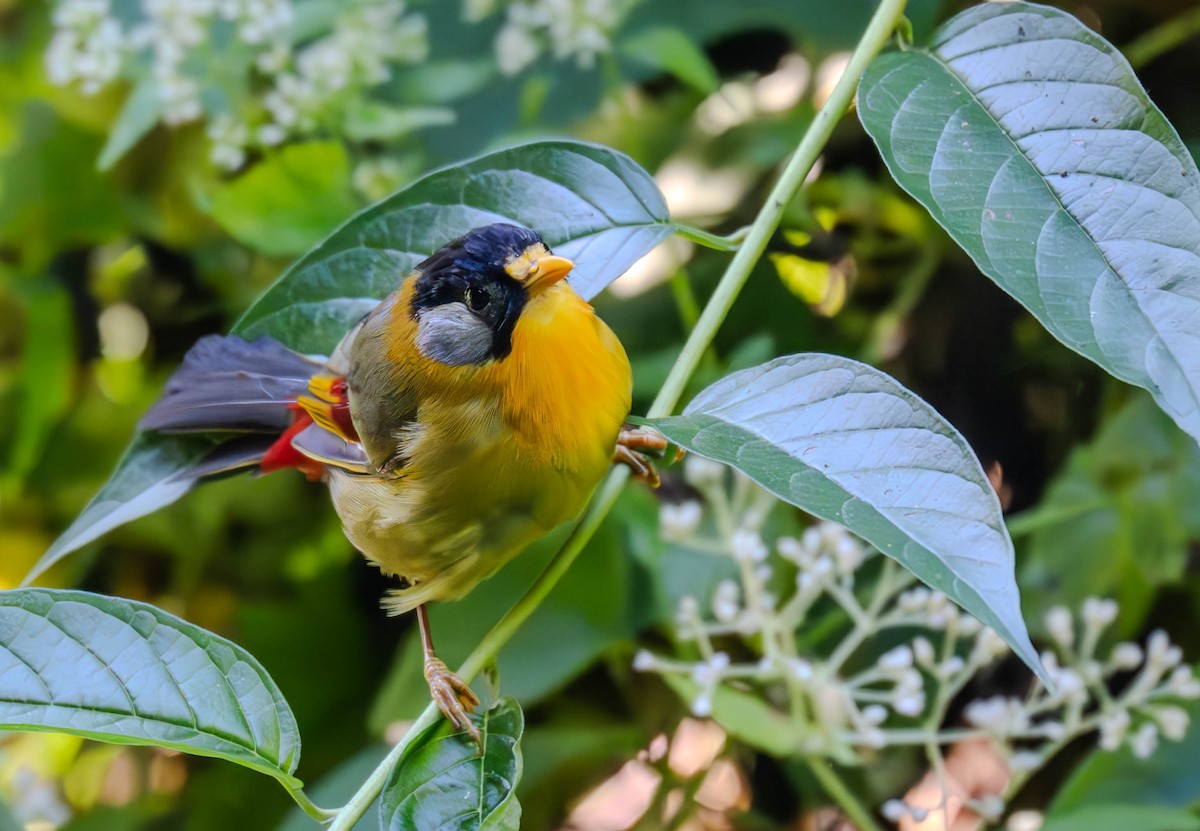 Silberohr-Sonnenvogel - ML645440065