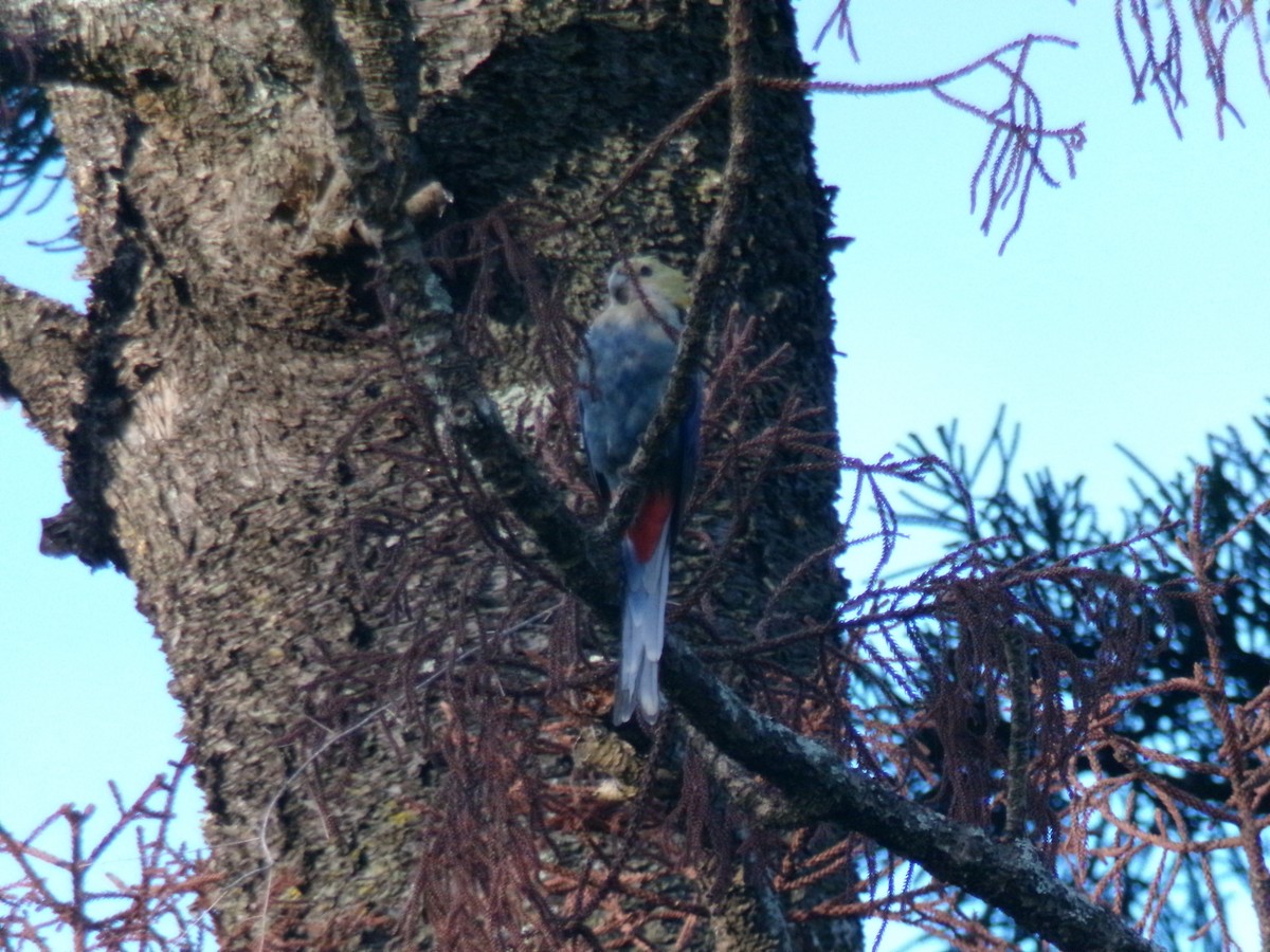 Blasskopfsittich - ML645440066