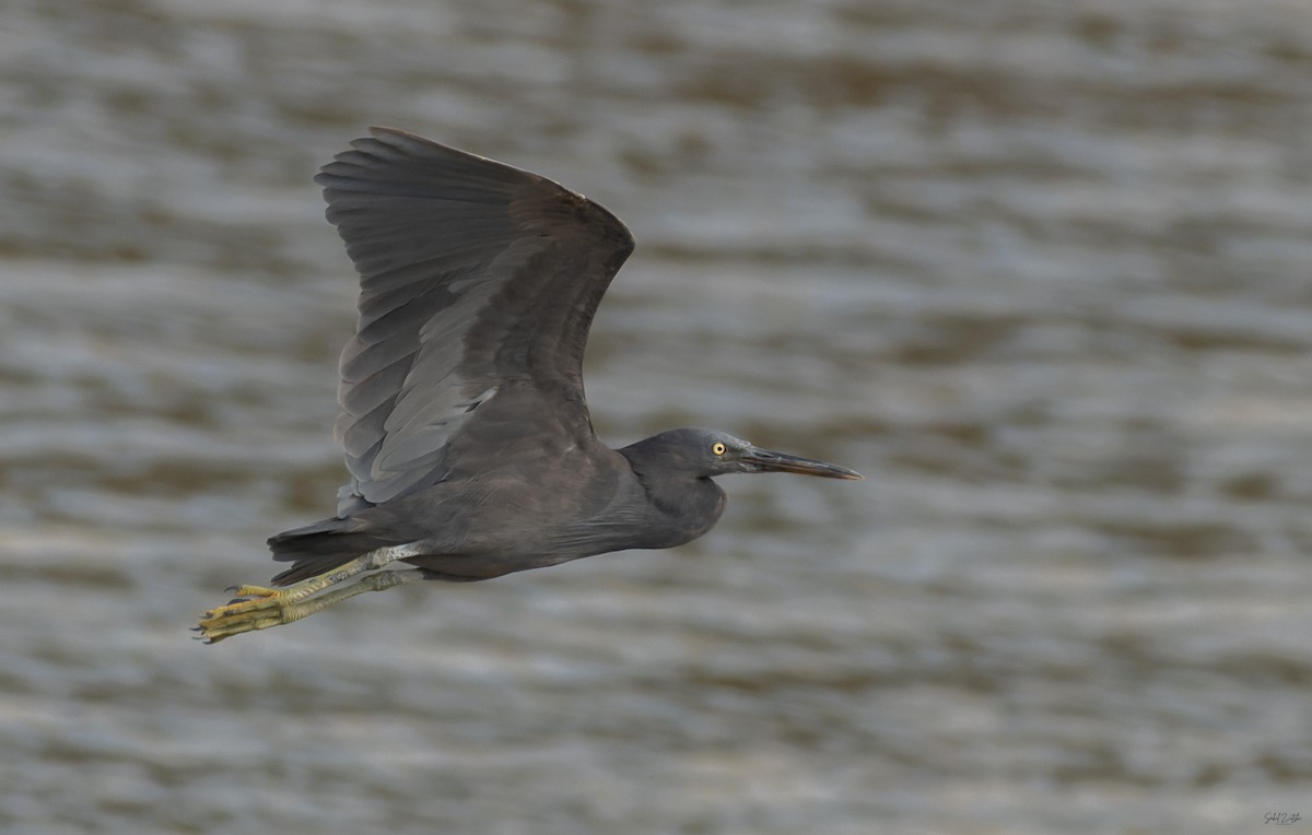 Riffreiher - ML645440068