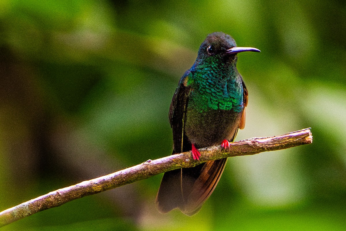 Bronzeschwanz-Buffonkolibri - ML645440069