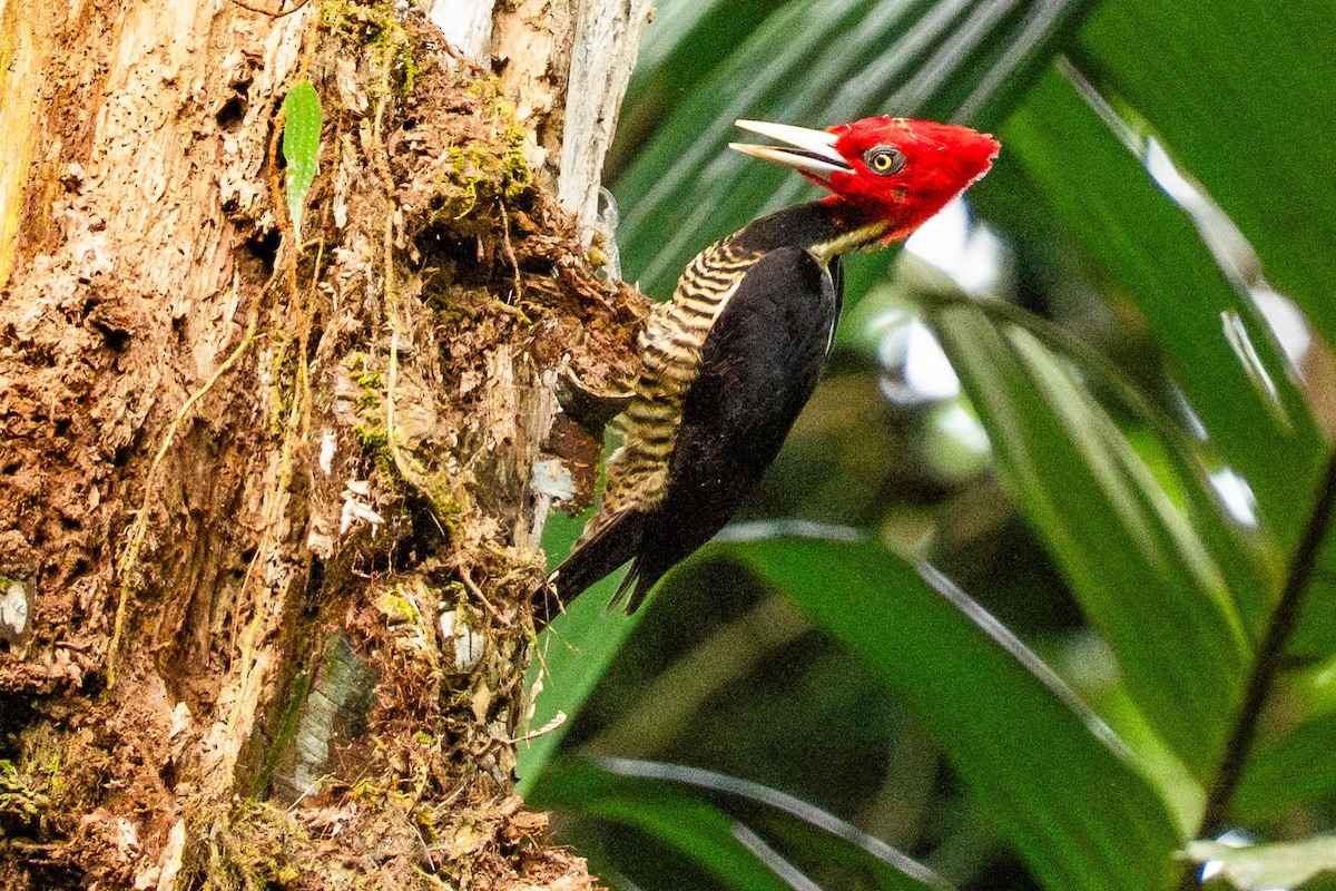 Königspecht - ML645440070