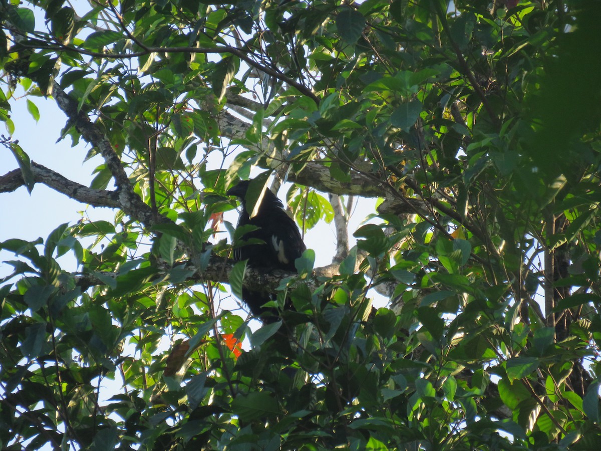 Goliathkuckuck - ML645440071