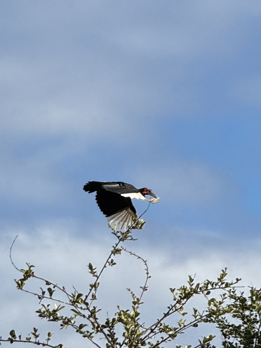 Rotgesicht-Hornrabe - ML645440072