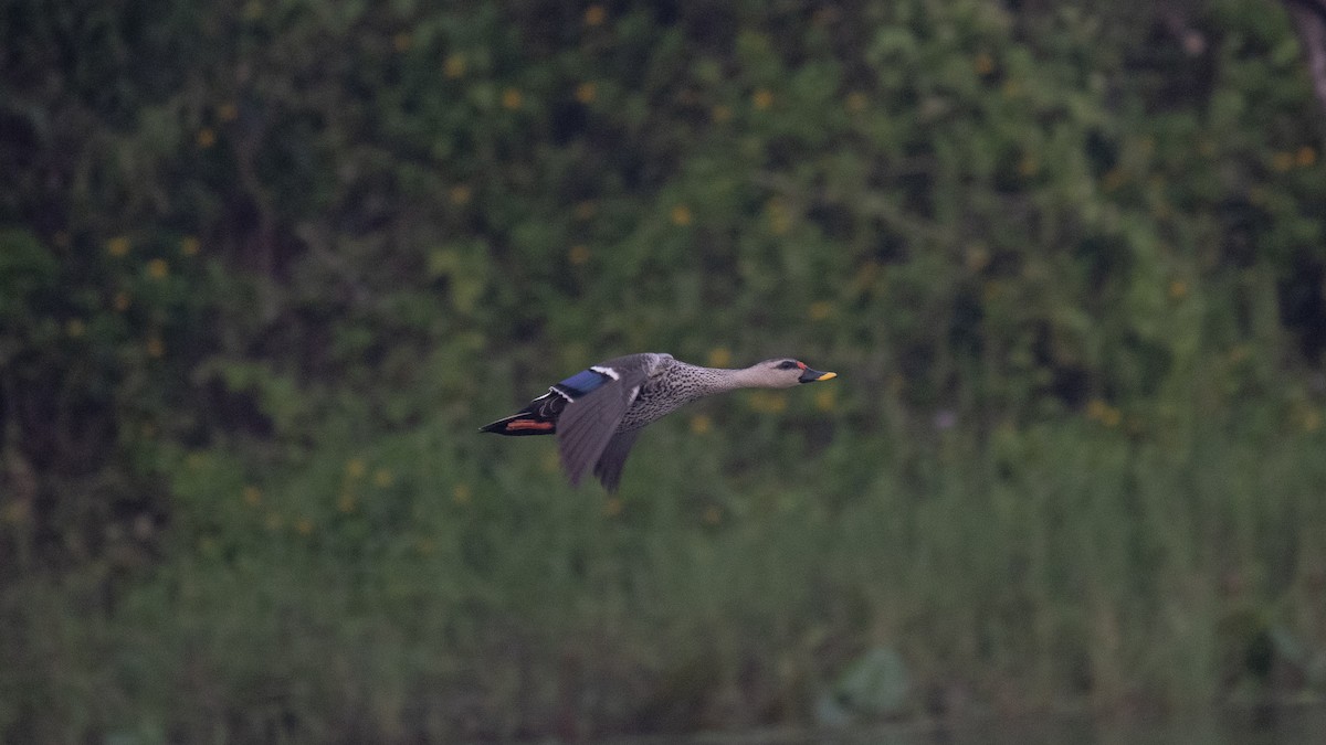 Indien-Fleckschnabelente - ML645440074