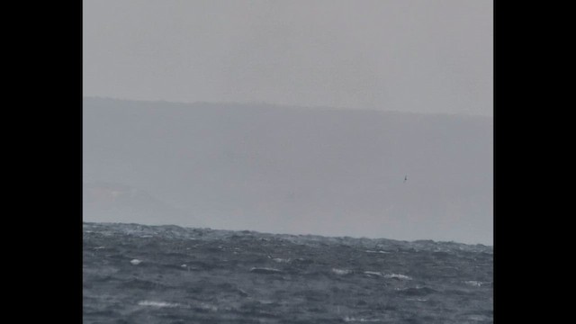 Langflügel-Sturmvogel - ML645440075