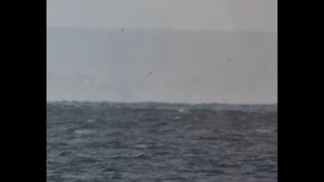 Great-winged Petrel - ML645440076