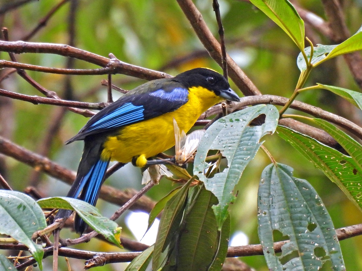 Blauflügel-Bergtangare - ML645440079