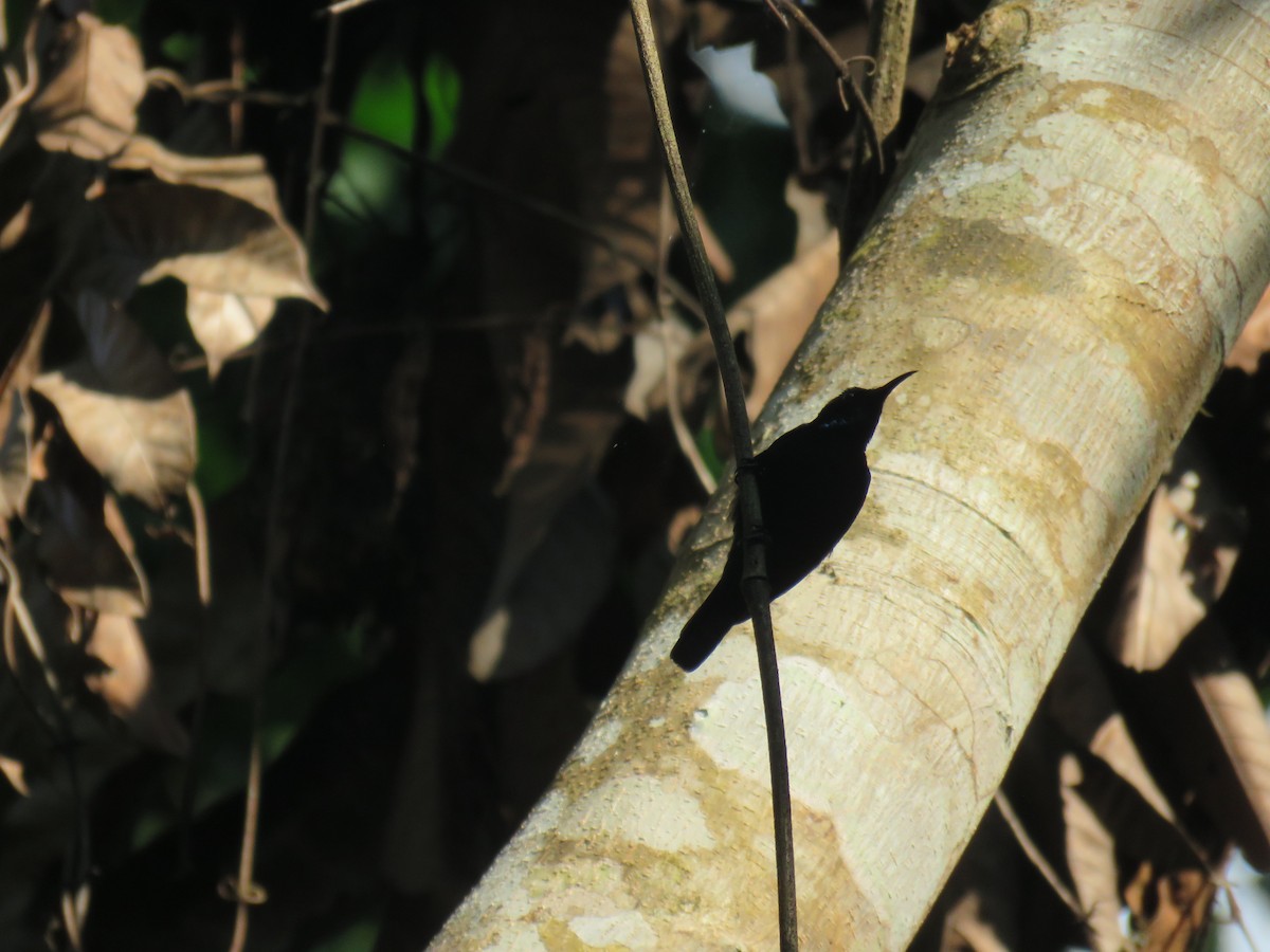 Seidennektarvogel - ML645440080