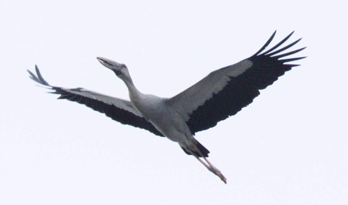 Silberklaffschnabel - ML645440081