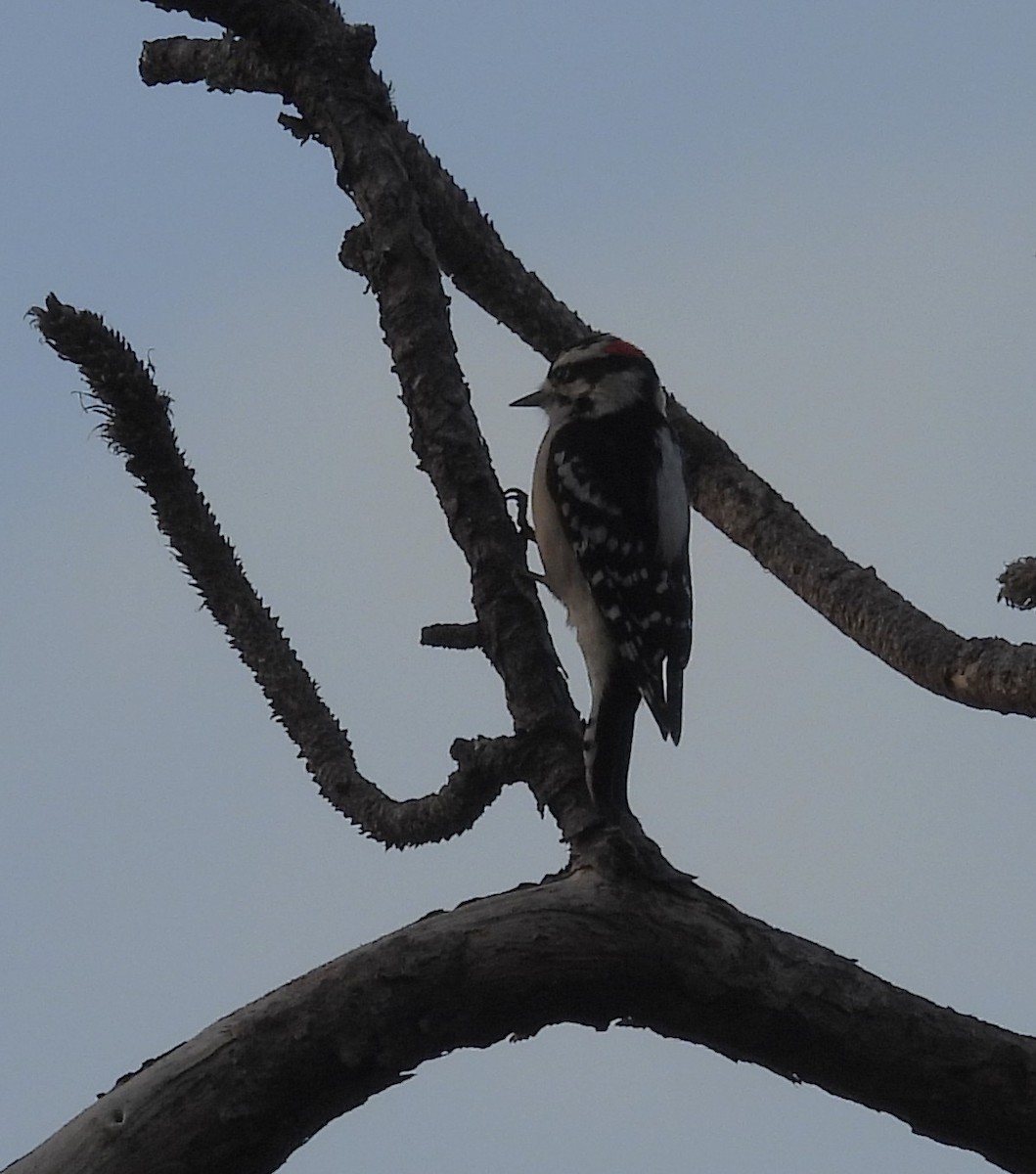 Dunenspecht - ML645440083