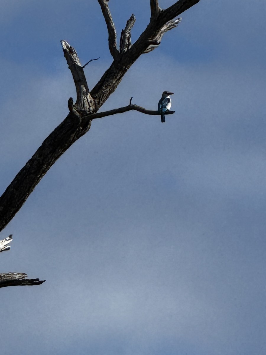 Woodland Kingfisher - ML645440089