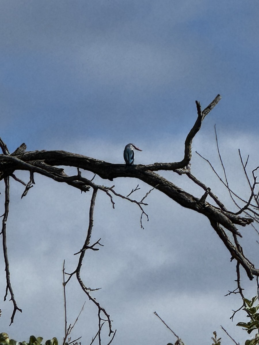 Woodland Kingfisher - ML645440090