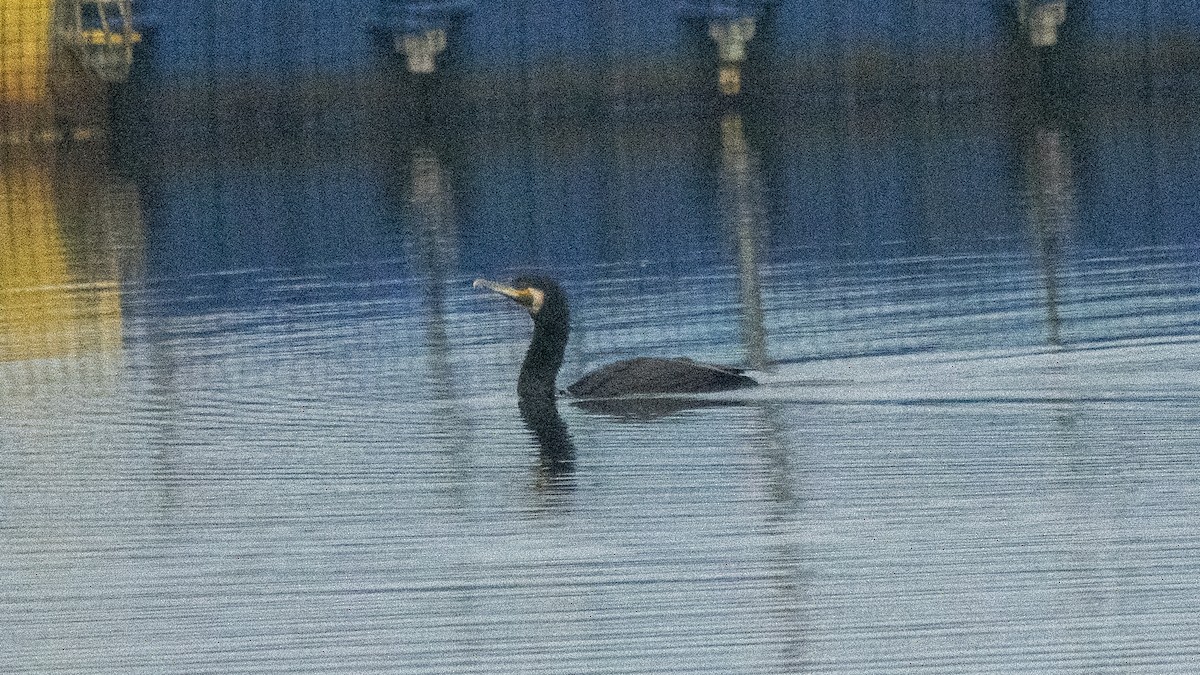 Kormoran - ML645440091