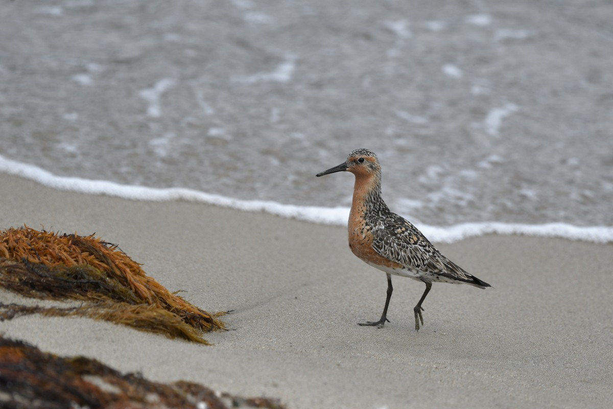 紅腹濱鷸 - ML645440115
