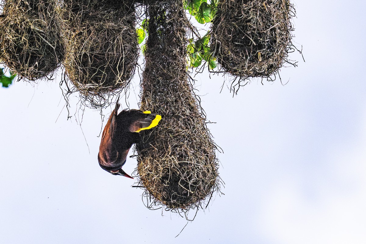 Montezuma Oropendola - ML645440117