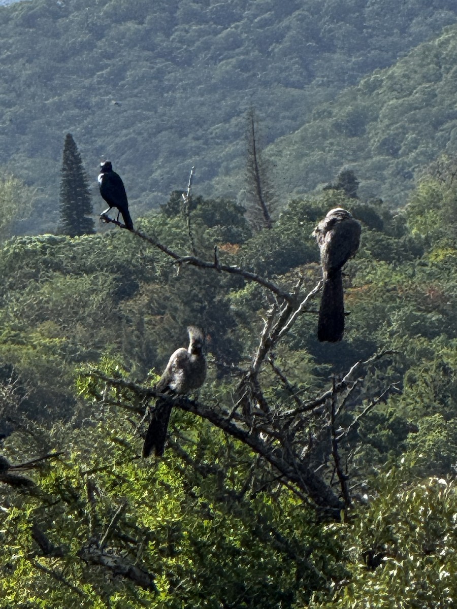 Gray Go-away-bird - ML645440124