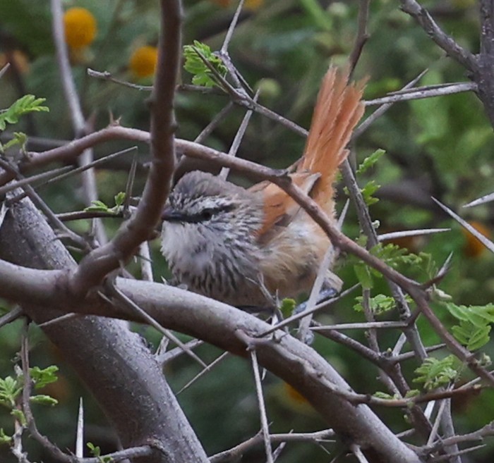 Necklaced Spinetail - ML645440126