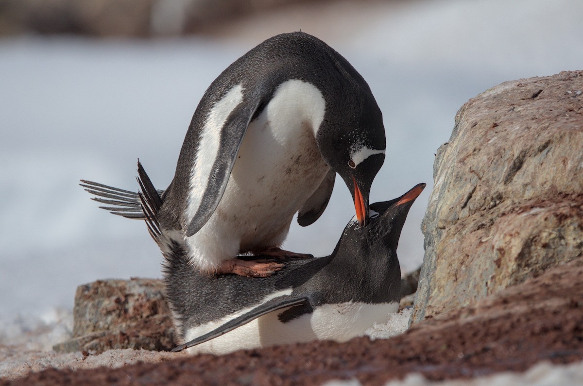 Gentoo Penguin - ML645440128