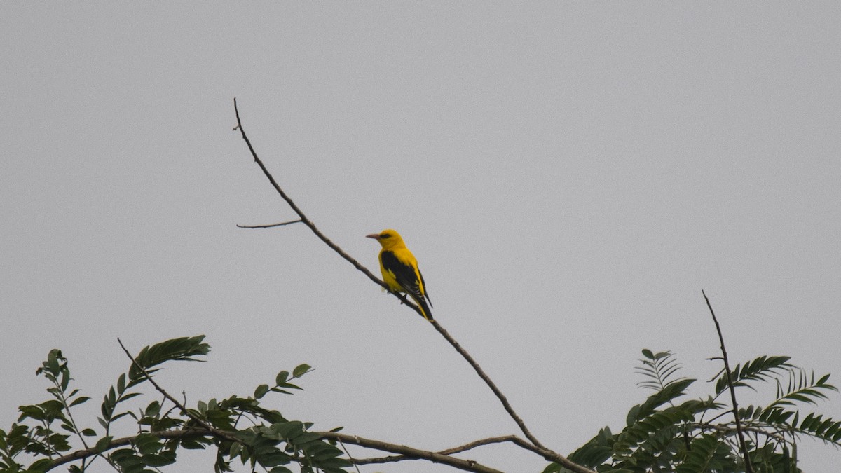 Indian Golden Oriole - ML645440140