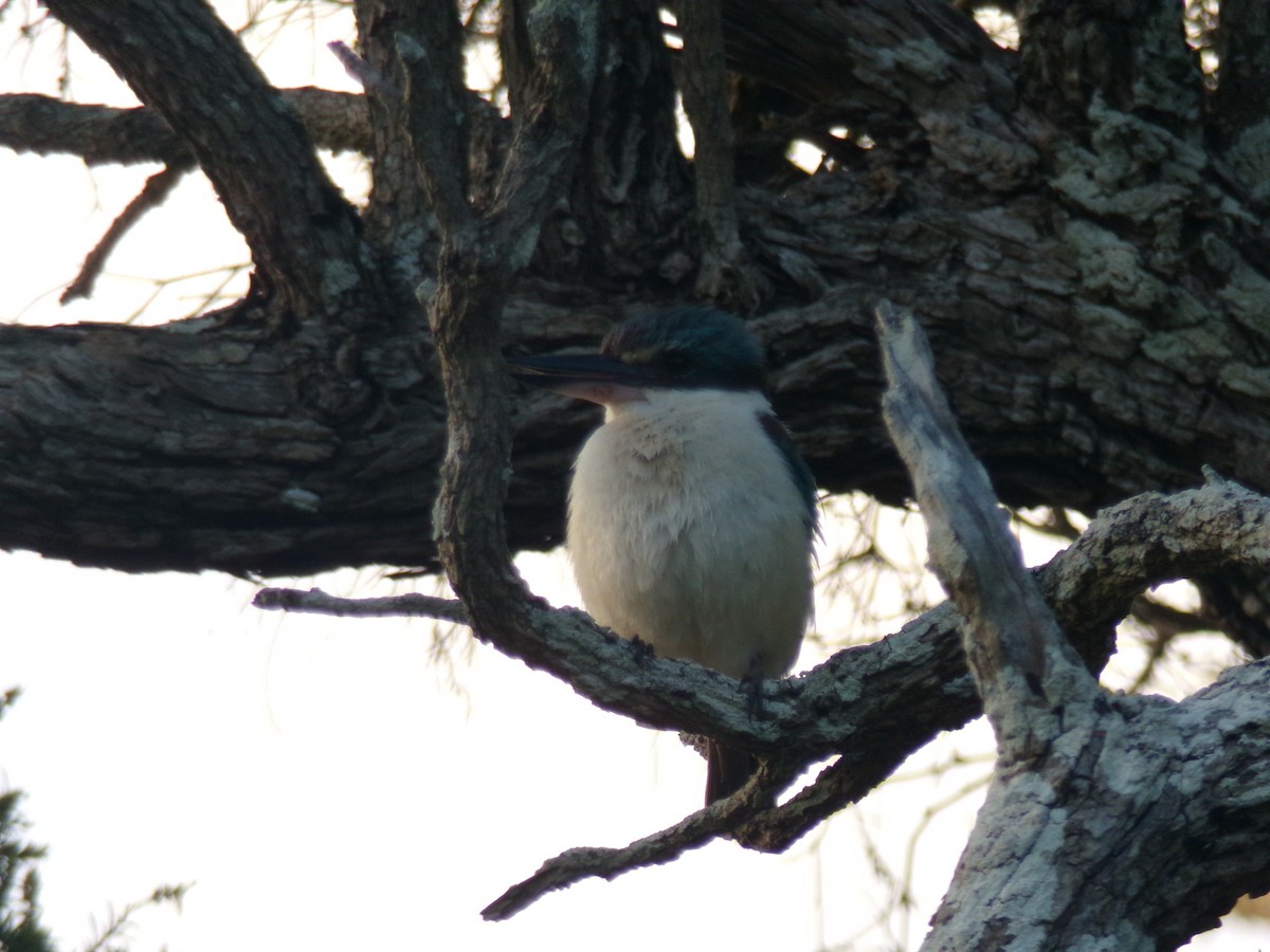 Sacred Kingfisher - ML645440154