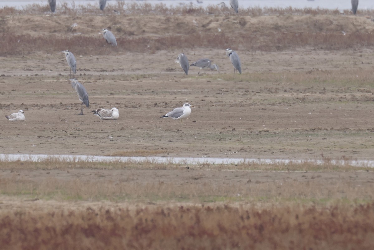 Pallas's Gull - ML645440158