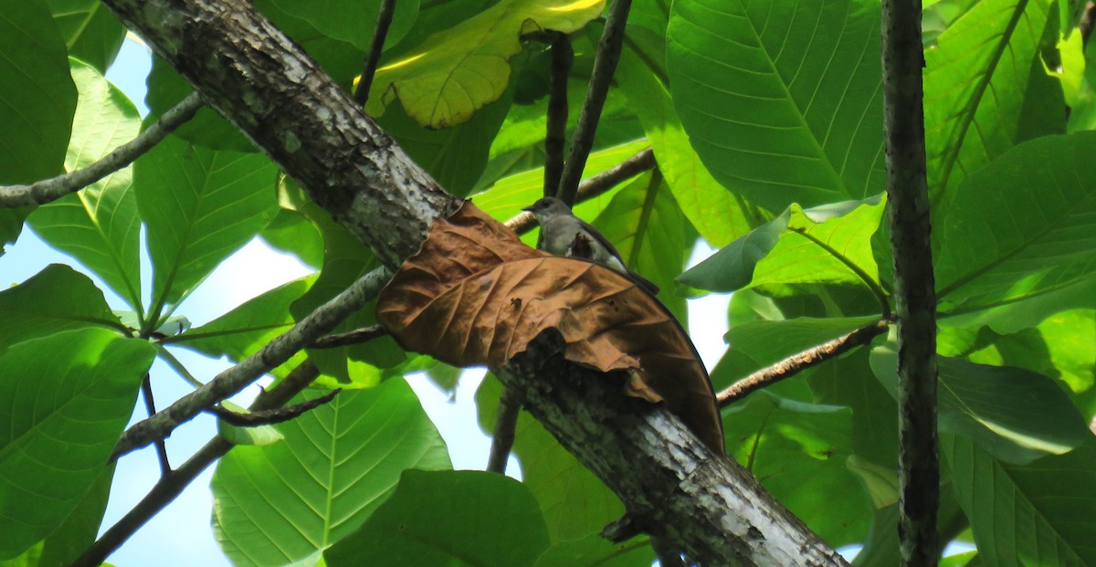 Drab Whistler - ML645440159