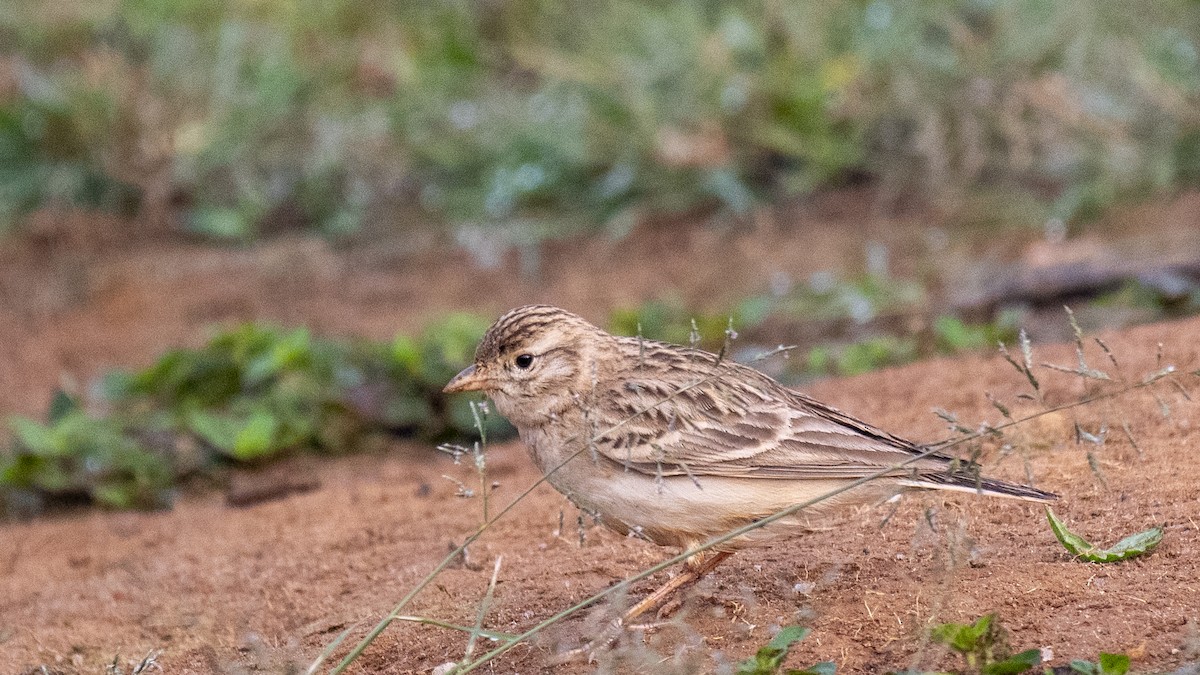 Mongolian Short-toed Lark - ML645440160