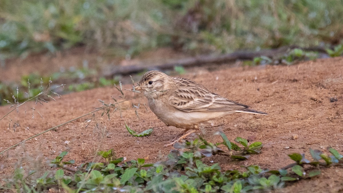 Mongolian Short-toed Lark - ML645440161