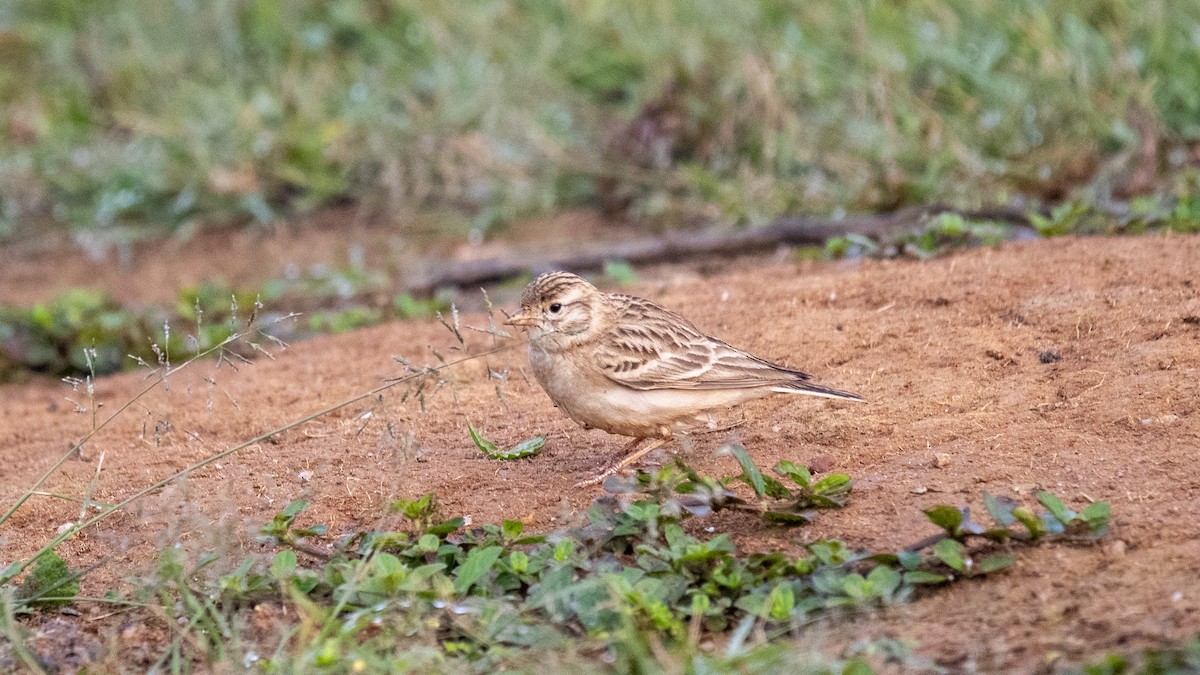 Mongolian Short-toed Lark - ML645440162