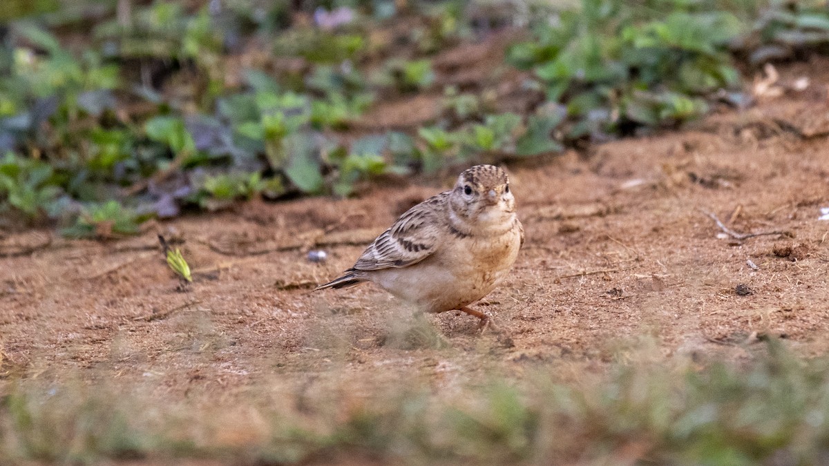 Mongolian Short-toed Lark - ML645440163