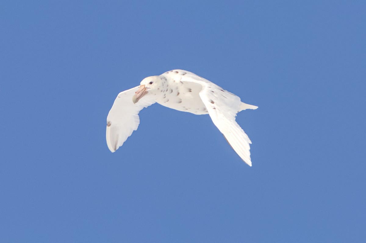 Southern Giant-Petrel - ML645440165