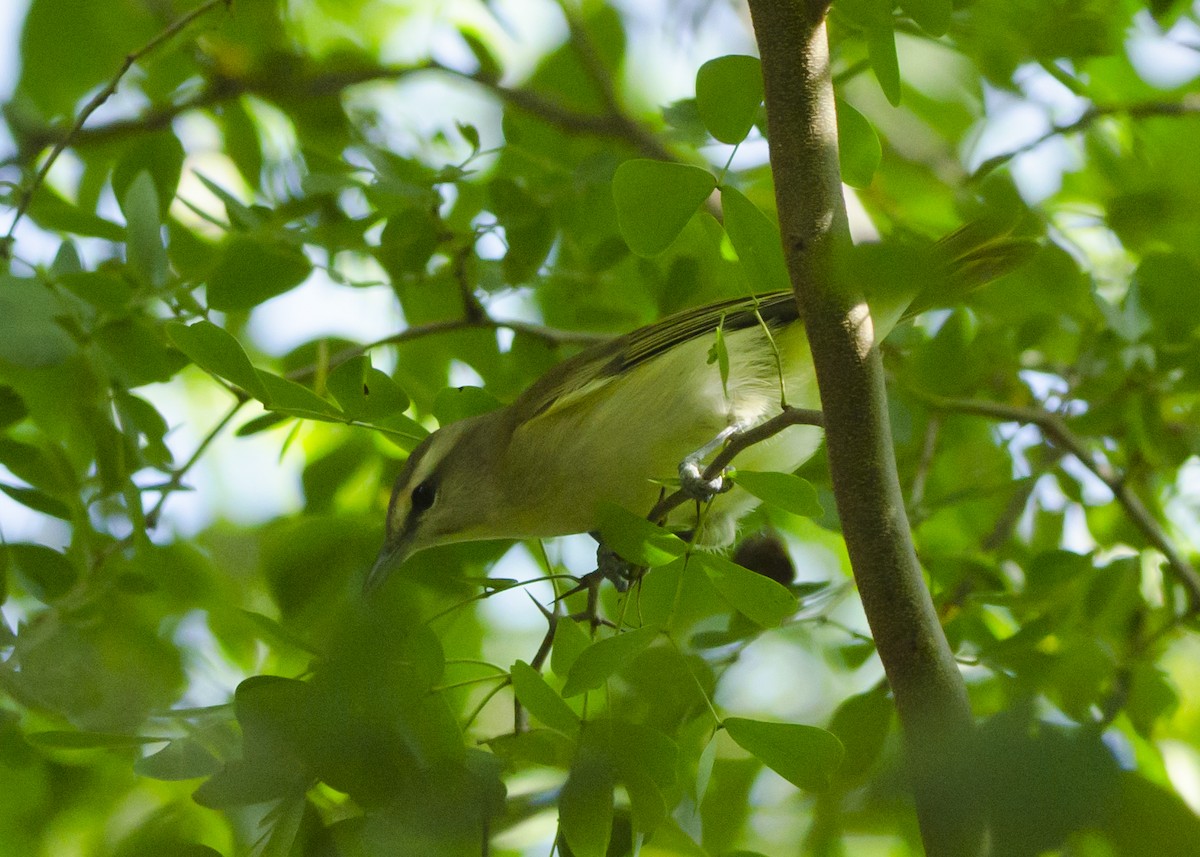 Yucatan Vireo - ML645440171