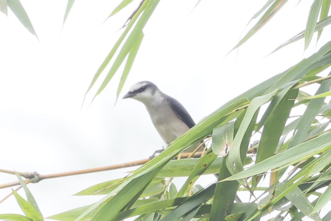 小灰山椒鳥 - ML645440172