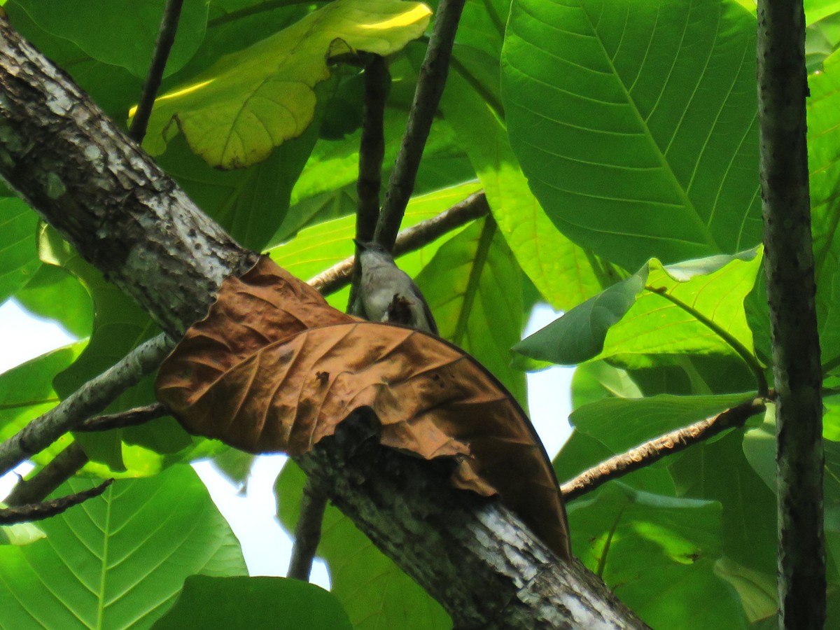 Drab Whistler - ML645440185