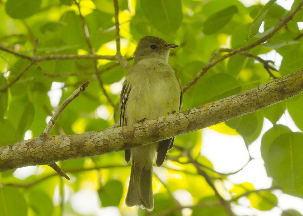Caribbean Elaenia - ML645440193