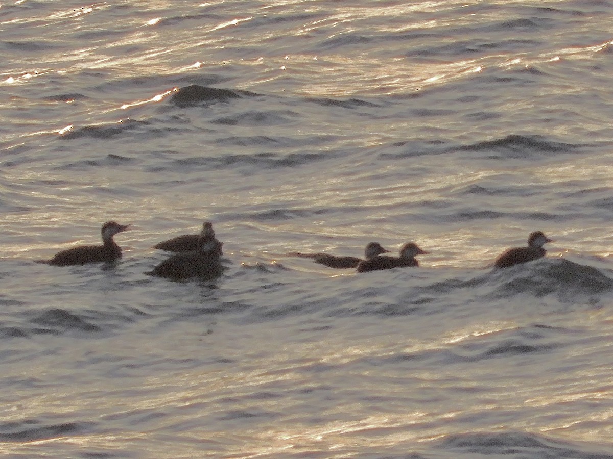 turpan žlutozobý - ML645440194