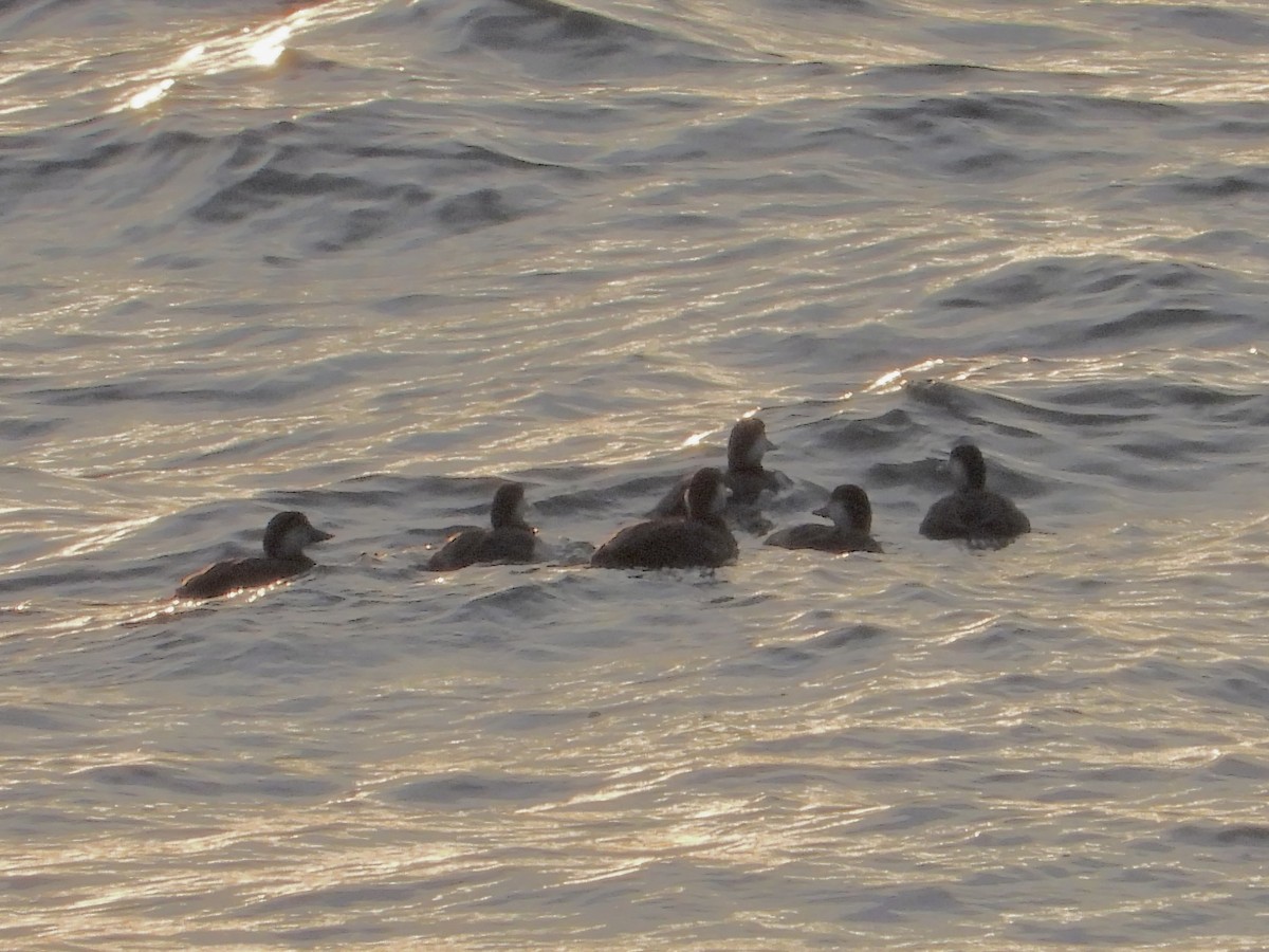 turpan žlutozobý - ML645440195