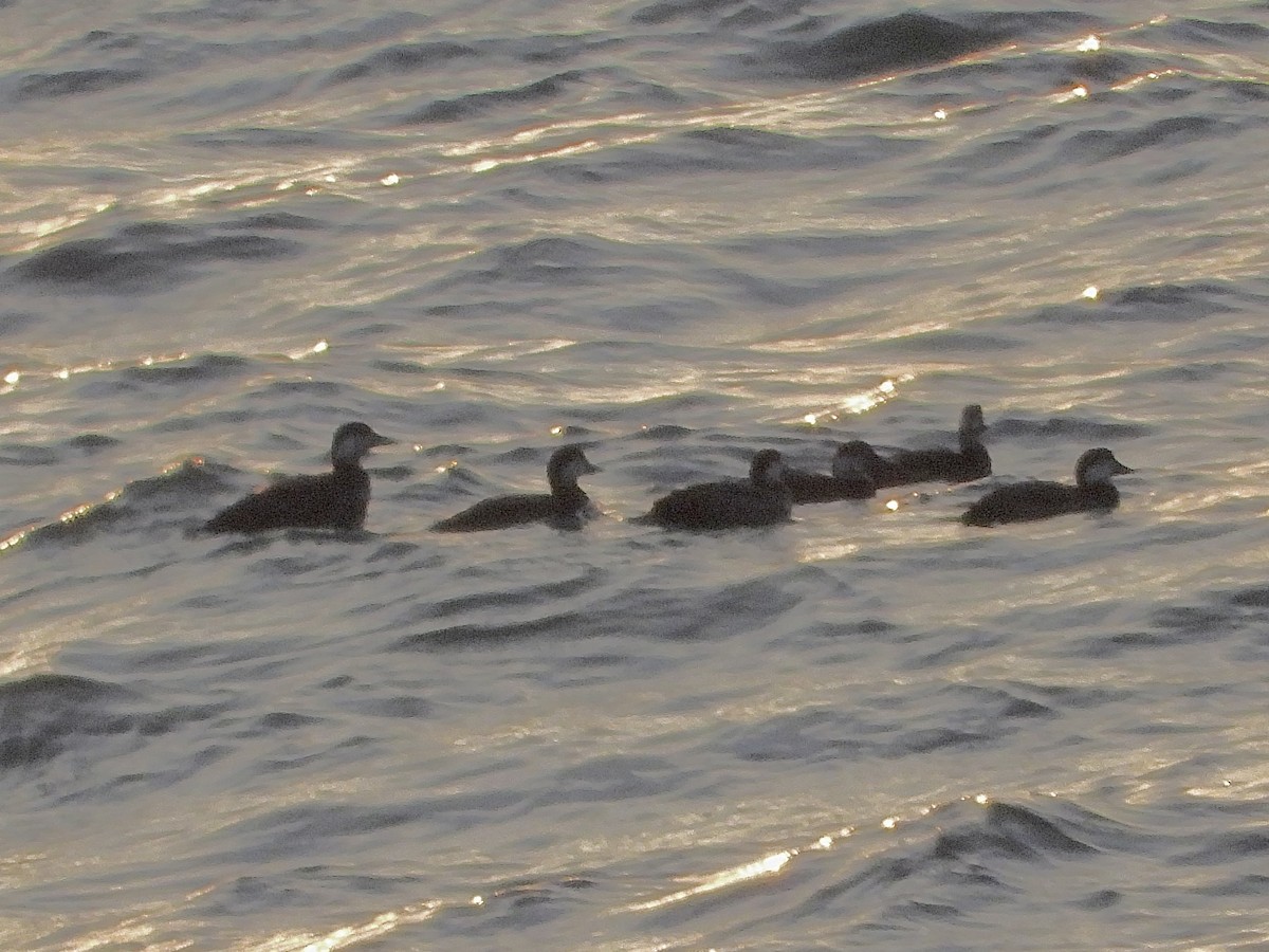 turpan žlutozobý - ML645440196