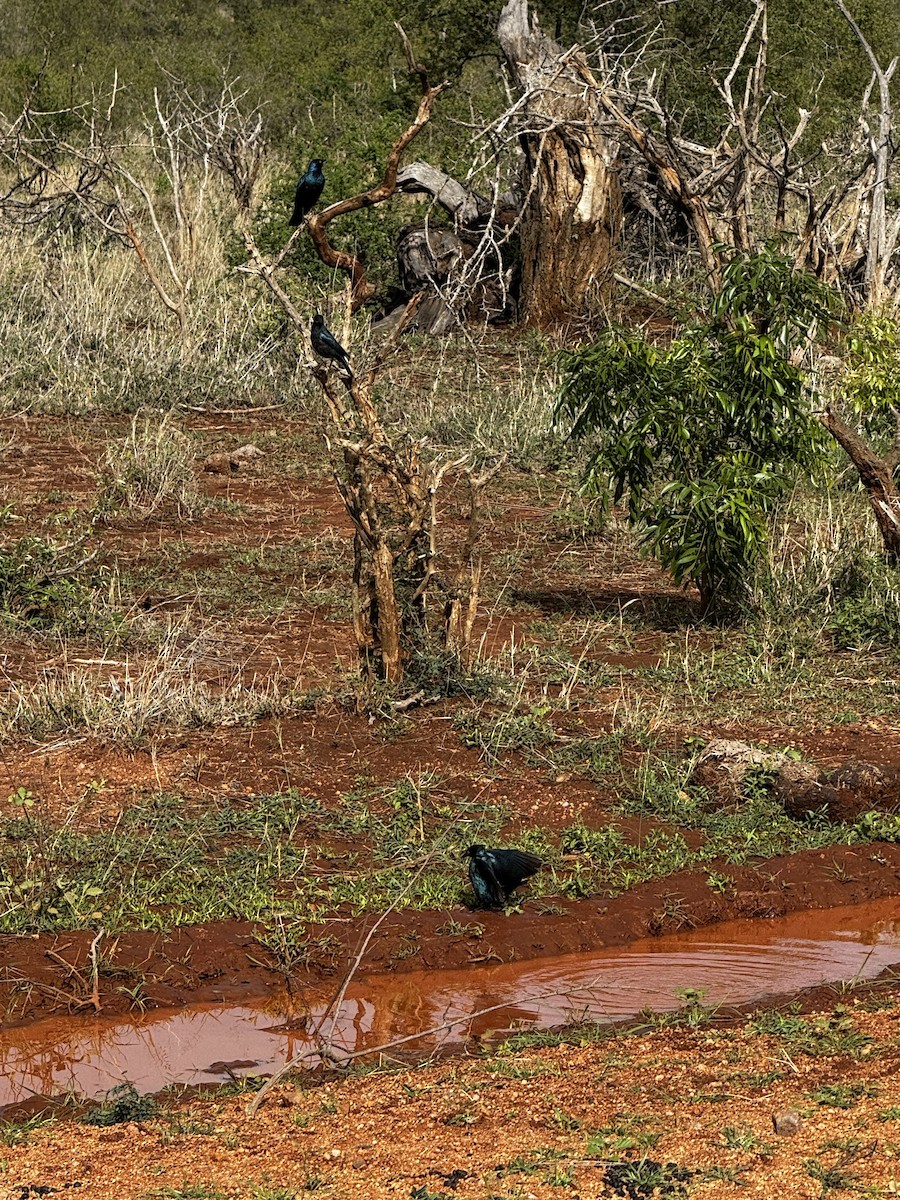 Cape Starling - ML645440205