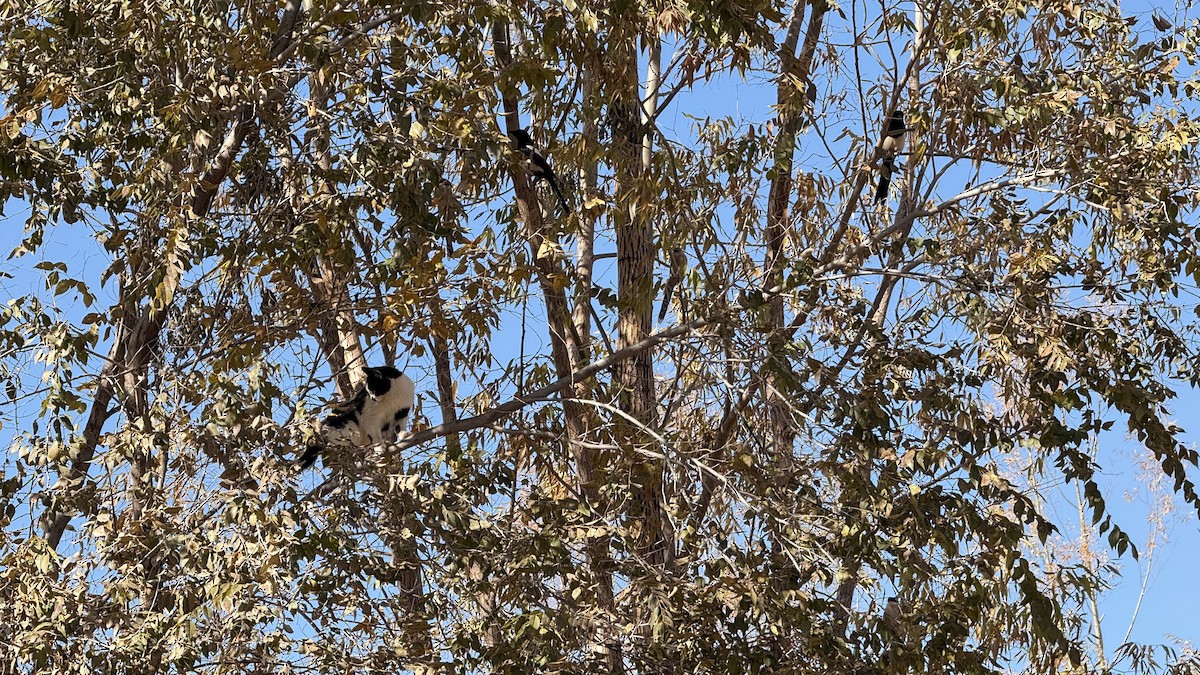 Mammals - ML645440207